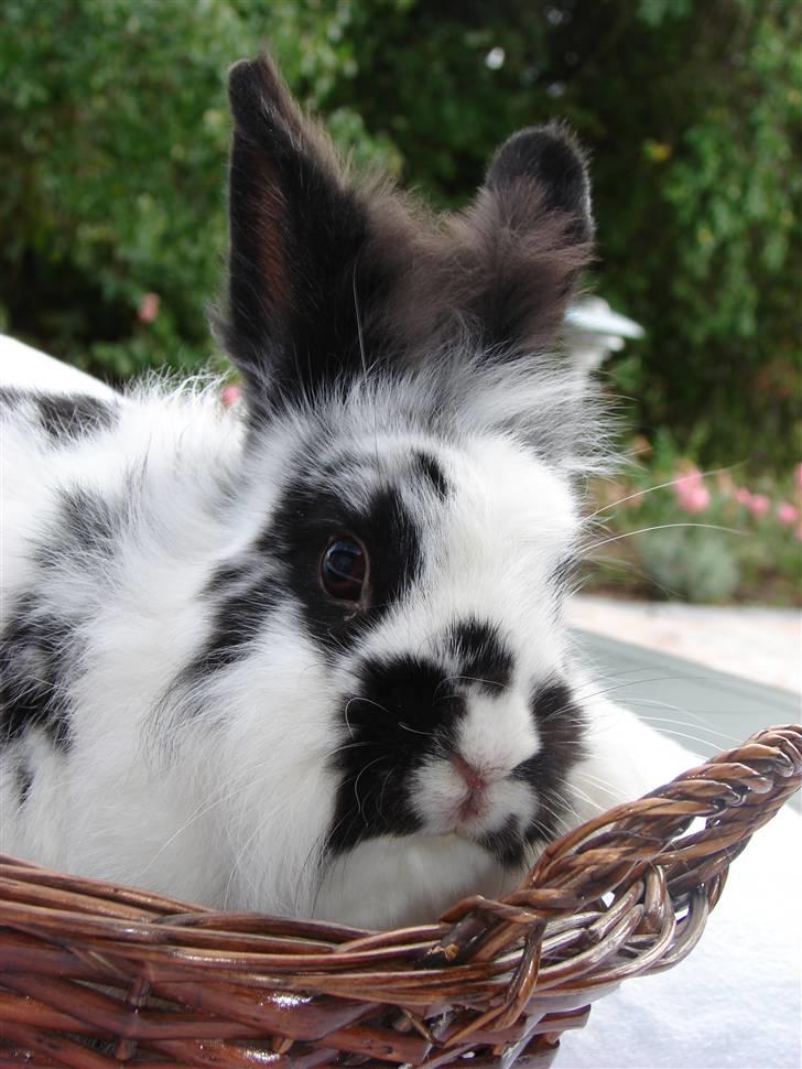 Kanin Sørine billede 9