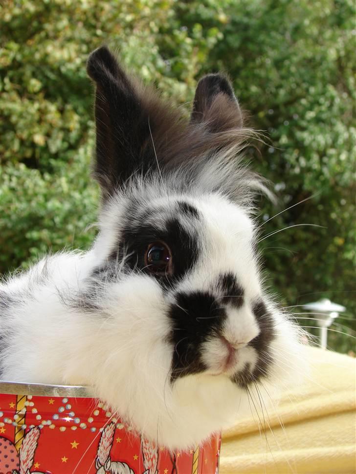 Kanin Sørine billede 10