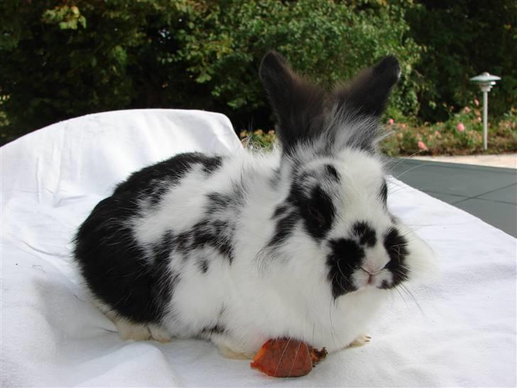 Kanin Sørine billede 11