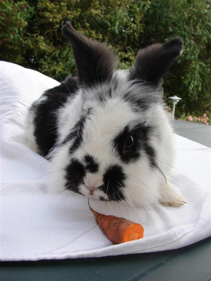 Kanin Sørine billede 12