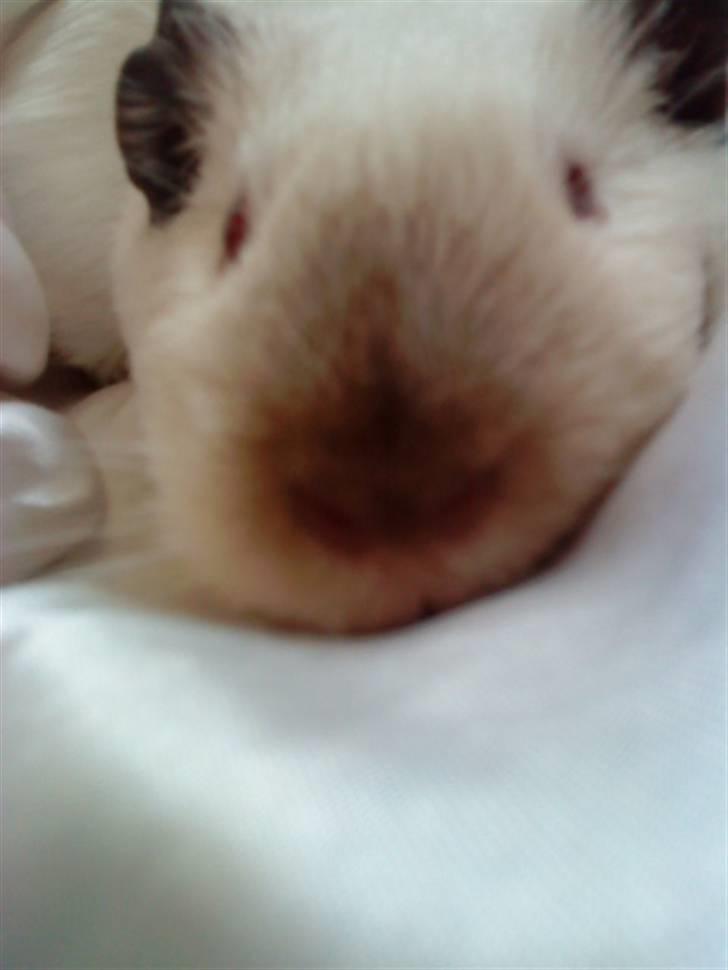 Marsvin Dixie R.I.P - Nurh lille dizzer :P<3 billede 1