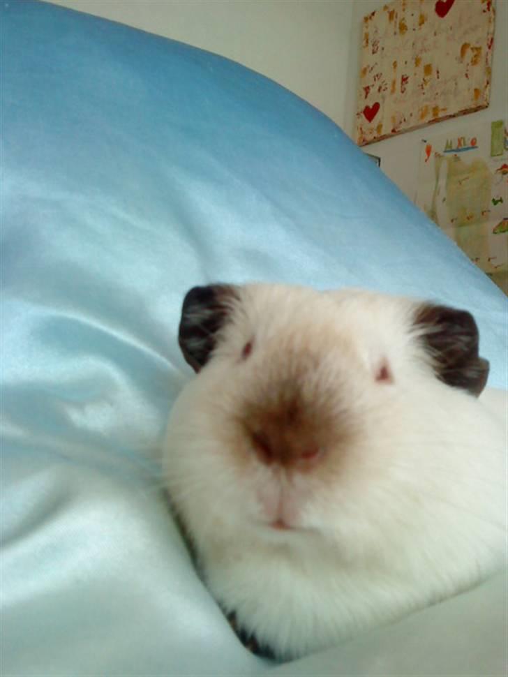 Marsvin Dixie R.I.P - læg mærke til, at hun er albino, men hendes fødder, næse og øre er sorte:D <33 billede 2