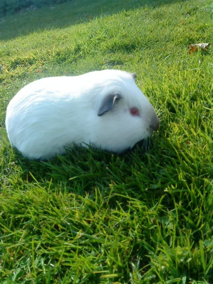 Marsvin Dixie R.I.P - dizz i haven <3 billede 3