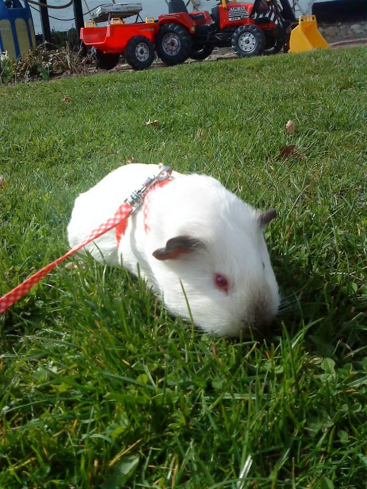 Marsvin Dixie R.I.P - dizz med sele <33 billede 4