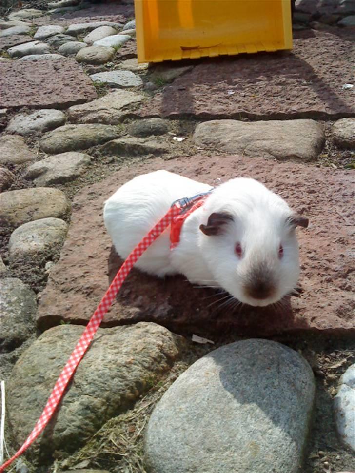 Marsvin Dixie R.I.P - dizz på terassen <33 billede 5