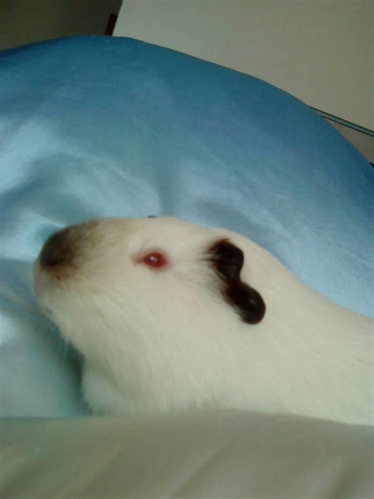 Marsvin Dixie R.I.P - dizz  putter sig i min dyne<33 billede 6