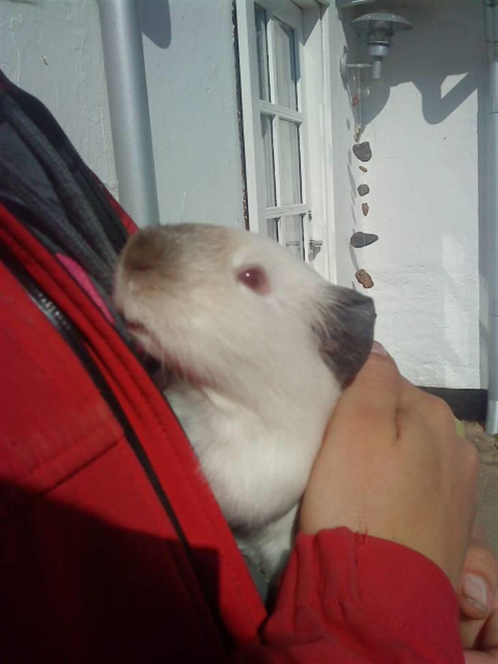 Marsvin Dixie R.I.P - dizz i sommers billede 7