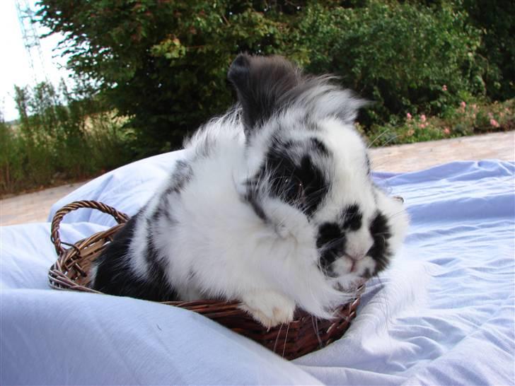 Kanin Sørine billede 13