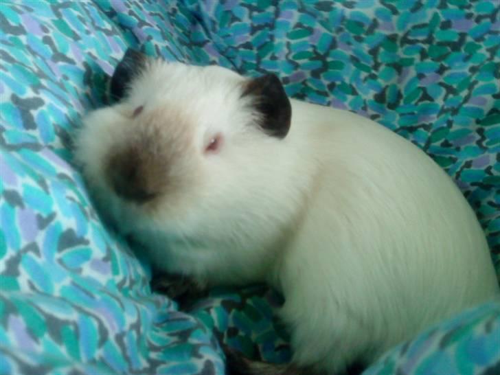 Marsvin Dixie R.I.P - dizz da jeg var syg :´) <333 billede 8