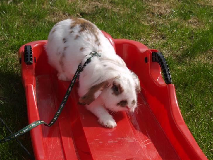 Kanin Nuga*min pige*<3 - æv æv ingen sne billede 7