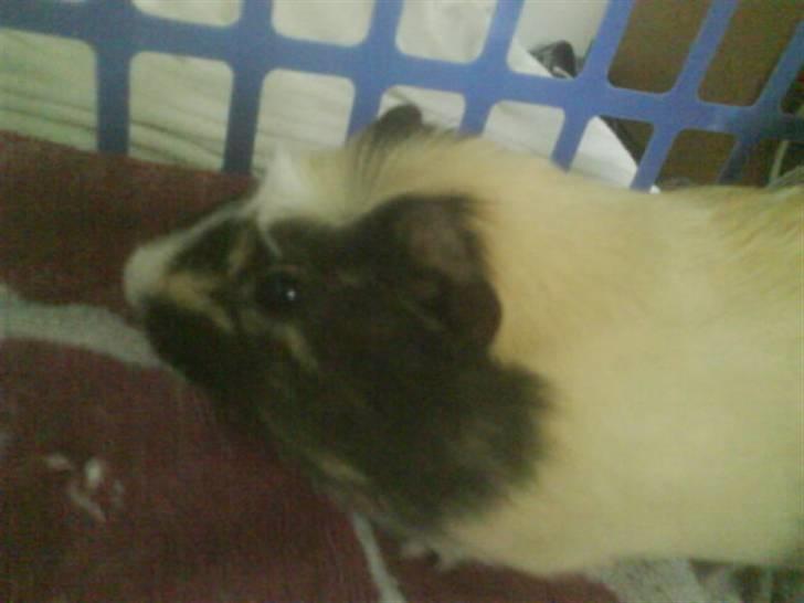 Marsvin Carla - Se , jeg har midterskilning ..  billede 1