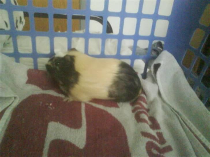 Marsvin Carla - Tyk, lille prop ;D billede 2