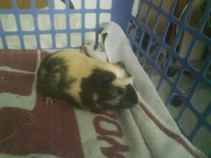 Marsvin Carla billede 3