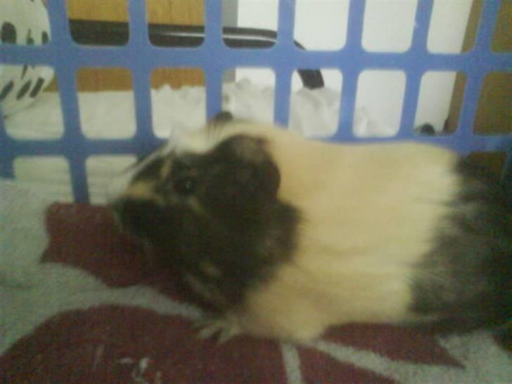 Marsvin Carla billede 4