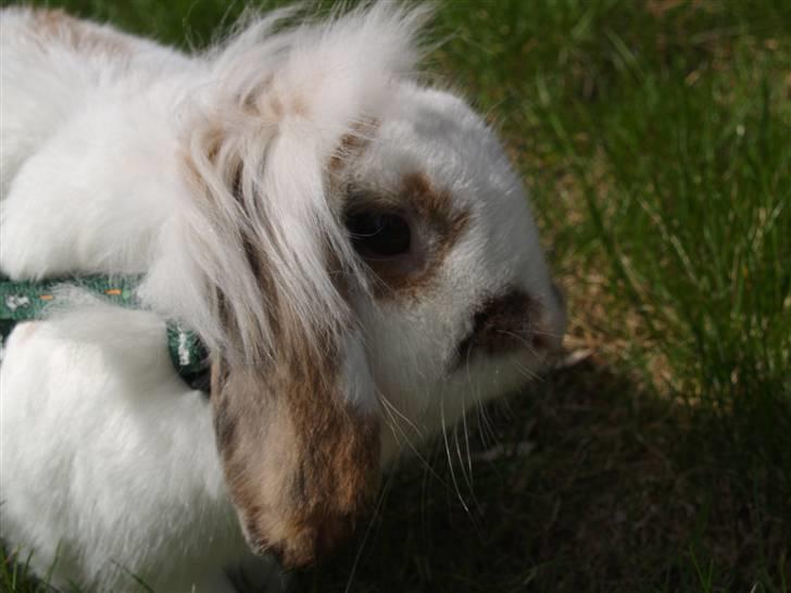 Kanin Nuga*min pige*<3 - den smukkeste billede 8