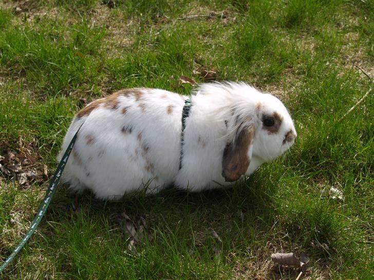 Kanin Nuga*min pige*<3 billede 9