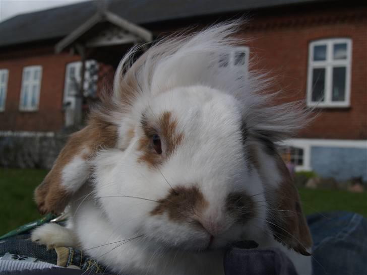 Kanin Nuga*min pige*<3 - Du har noget mad ik? billede 10