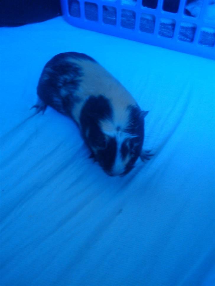 Marsvin Carla billede 5