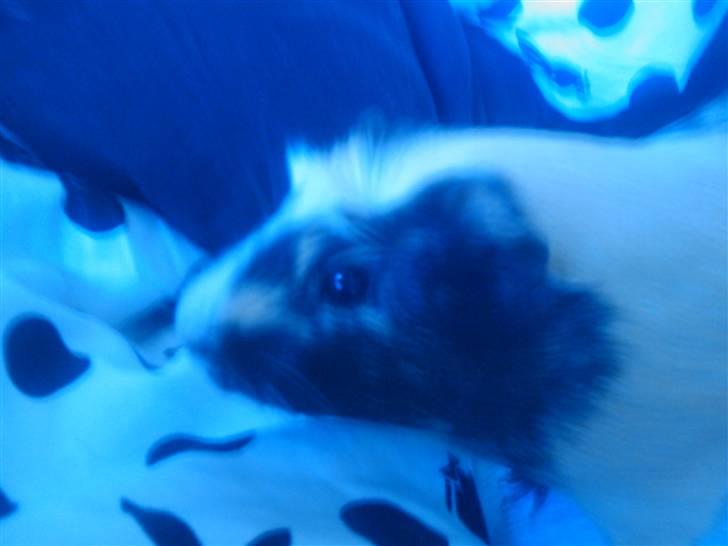 Marsvin Carla - Beklager kvalitet. Taget med mobil ..  billede 6