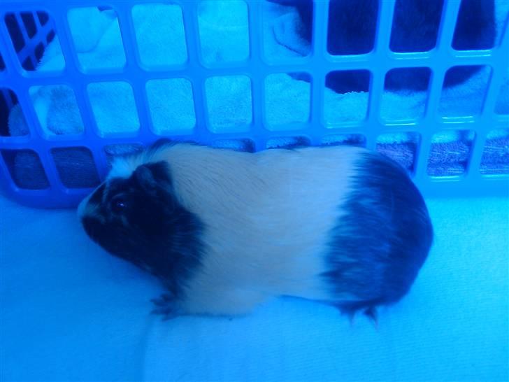 Marsvin Carla billede 7