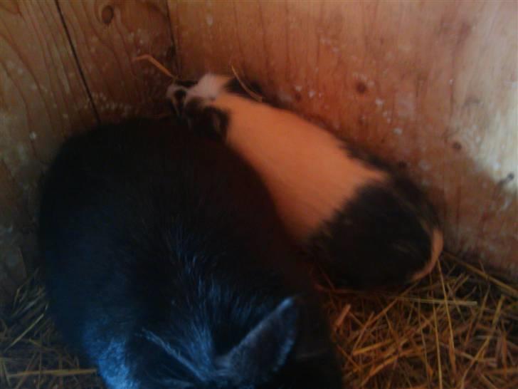 Marsvin Carla - Gemmer mig lige bag min makker . Farligt kamera !  billede 8