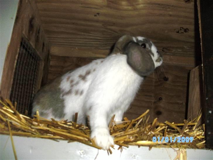 Kanin Angel billede 1