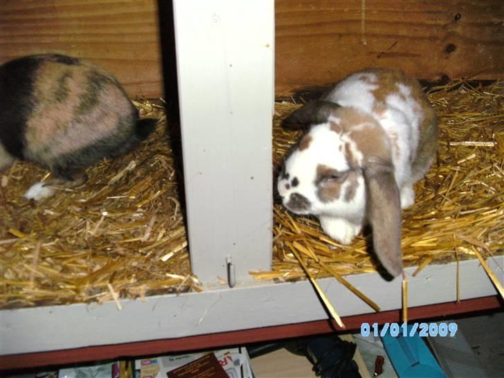 Kanin Angel billede 2