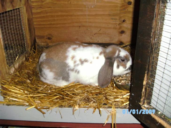 Kanin Angel billede 3