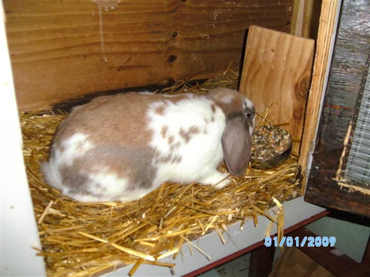 Kanin Angel billede 4