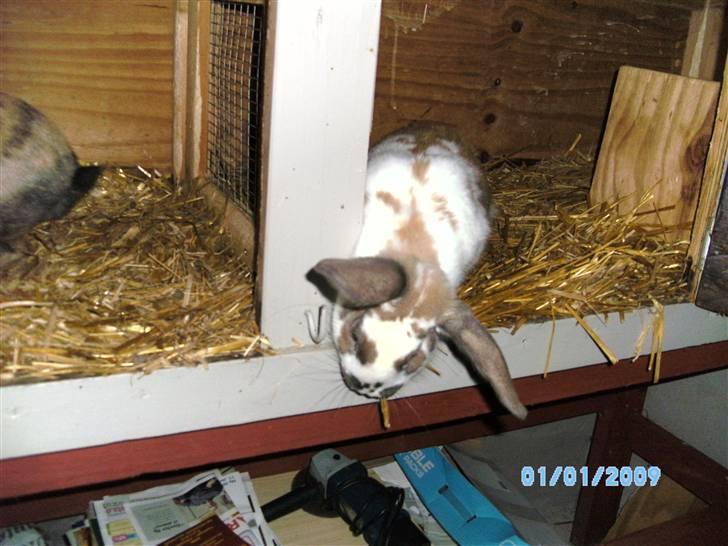 Kanin Angel billede 5