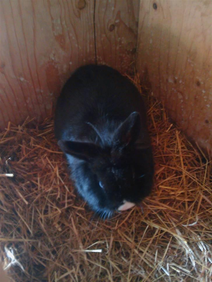 Kanin Sylvester - R.I.P :'( billede 1