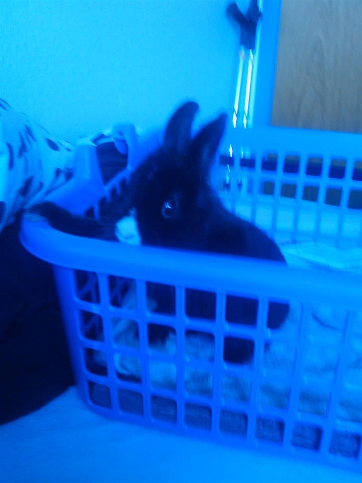 Kanin Sylvester - R.I.P :'( - HEY ! Husk mig, her nede i kurven . ? Her en kedeligt ..  billede 2