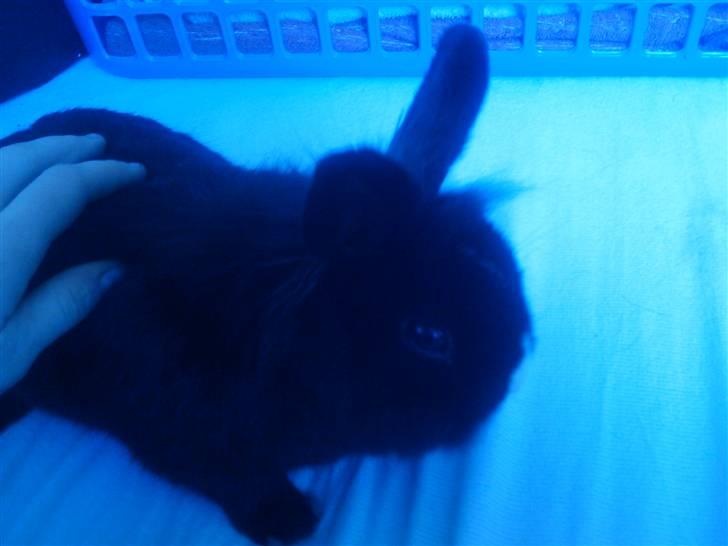 Kanin Sylvester - R.I.P :'( billede 3