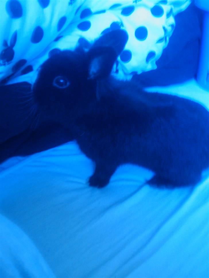 Kanin Sylvester - R.I.P :'( billede 4