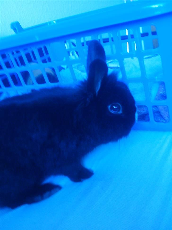 Kanin Sylvester - R.I.P :'( billede 5