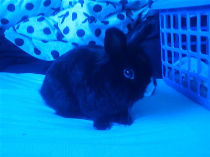 Kanin Sylvester - R.I.P :'( - Er jeg ikke bare hottie ? :D billede 6