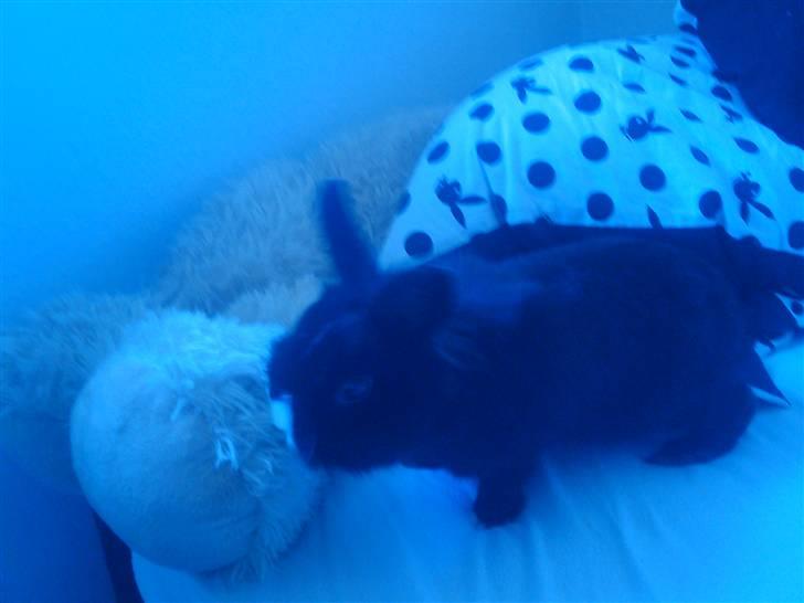 Kanin Sylvester - R.I.P :'( - Hvad er det ? :D billede 7