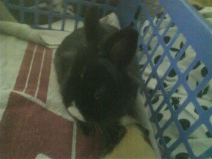 Kanin Sylvester - R.I.P :'( billede 8