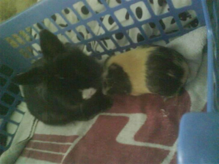 Kanin Sylvester - R.I.P :'( billede 9