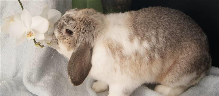 Kanin Ronja Elsket og savnet - Dejlige Ronja leget model billede 1