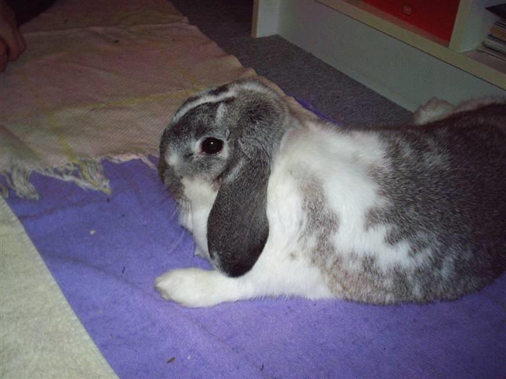 Kanin Ronja Elsket og savnet - Ronja i sine "unge" dage billede 2