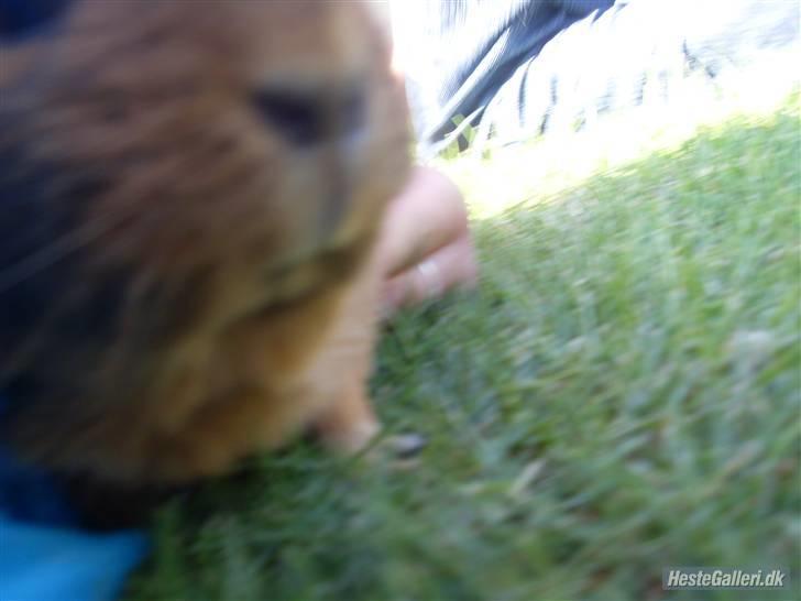 Marsvin stjerneskud (Død) billede 6