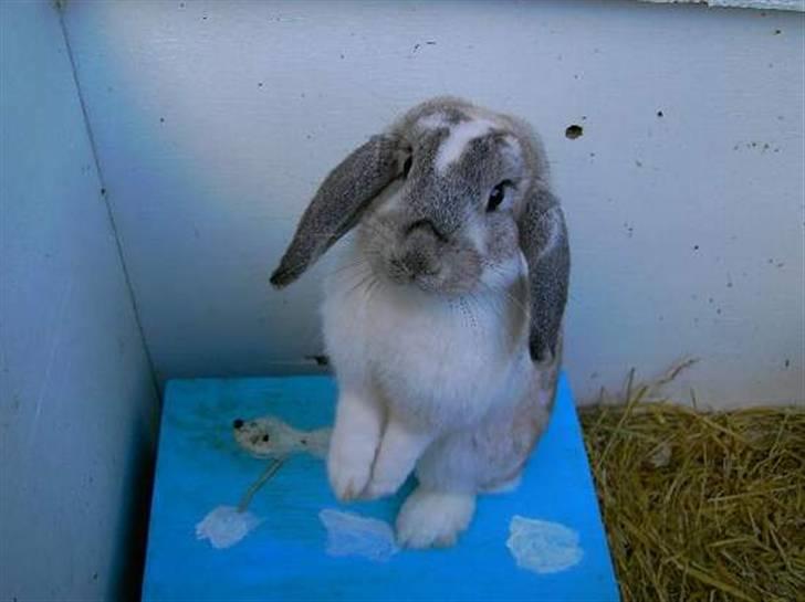 Kanin Ronja Elsket og savnet - Hun siger hej og vil gerne op :-) billede 3