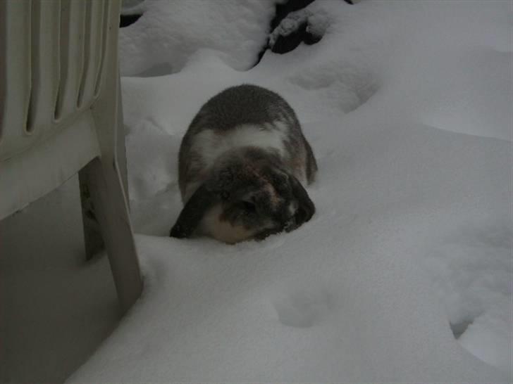 Kanin Ronja Elsket og savnet - mmmm. Sne smager ikk så tosset billede 4