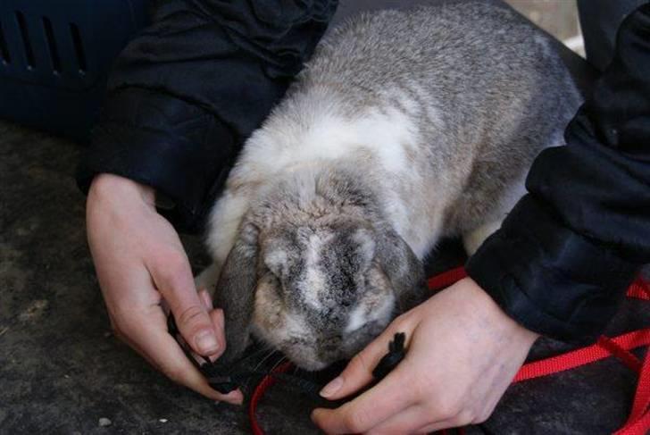 Kanin Ronja Elsket og savnet - Så skal der gøres klar til spring træning billede 6