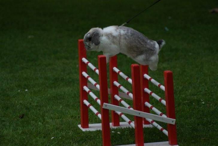 Kanin Ronja Elsket og savnet - Her til træning hjemme ved min søster billede 7