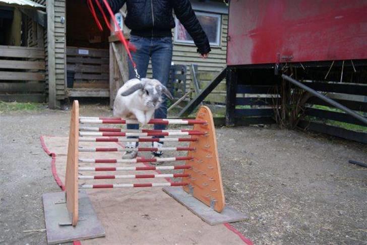 Kanin Ronja Elsket og savnet - Træning i på en fritidsklub billede 8