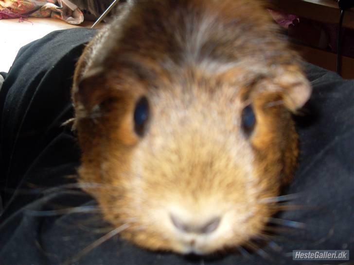 Marsvin stjerneskud (Død) billede 7