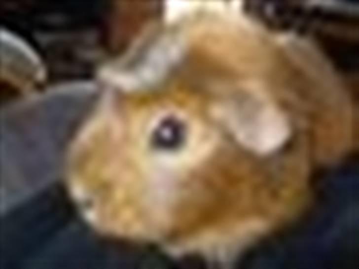 Marsvin stjerneskud (Død) billede 8