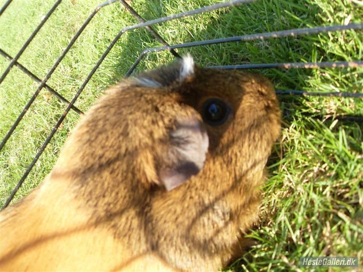 Marsvin stjerneskud (Død) billede 9